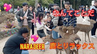 鹿とくつろぐ外国人観光客🫎 雨の中、超リラックス| 奈良公園 | NARA DEER PARK IN 🦌JAPAN | Deer Park Nara | Deer in Nara Park