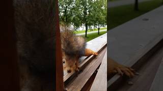 Funny squirrel dropped a nut on its neighbor's head.