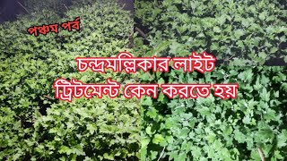 ঘেঁষে চন্দ্রমল্লিকা পমপম করবেন কিভাবে ? ( পঞ্চম পর্ব) // How to Grow Chrysanthemums in Cinder.