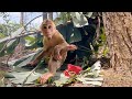 Super cute🐒smart monkey Max learns from Cutis and runs away liveferal forest (Ep1).