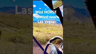 Las Vegas Horse sighting in Nature Off Road Ride Hiking Trails Red Rock #LasVegas @LasVegasDawn