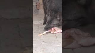 Black Wolf Vs Chicken !!