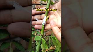 Learn How To Graft A Rose Plant In This Easy To Follow Tutorial! গোলাপ গাছের কলম করার পদ্ধতি