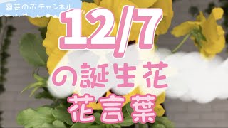 12/7の誕生花と花言葉【園芸のぶチャンネル】【１２月】【７日】【ガーデニング】【雑学】【トリビア】【パンジー】