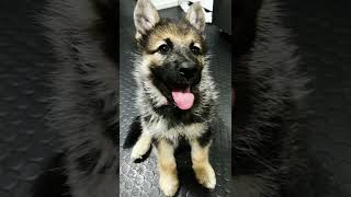 Have you seen Finnish Lapphund puppies x German shepherd puppies? #cutepuppy #germanshepherd #viral