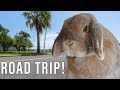 Taking My Rabbit on Vacation