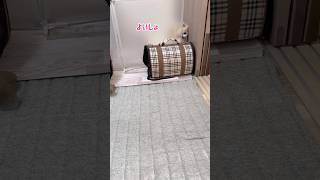 見事に脱走する愛犬#shorts #ポメチワ #きなちゃんねる #小型犬 #smalldog #ミックス犬 #脱走