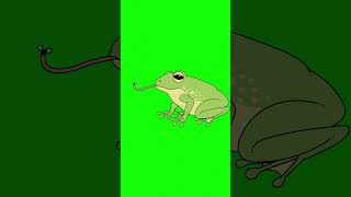 Frog animal green screen | 4K no copyright animated frog free stock footage | #frog #greenscreen