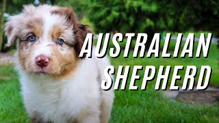 Australian Shepherd and Border Collie puppies. Visit to the breeding farm