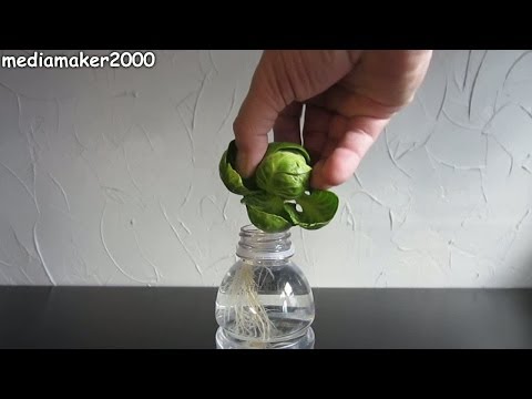 How To Regrow / Root A Brussels Sprout ?! How To Regrow / Root A Brussels Sprout ?!