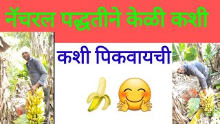 नॅचरल पद्धतीने केळी। कशी पिकवायची🤔🤔natural padhtine keli  | kashi picvaychi