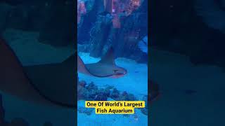 One Of World’s Largest Fish Aquarium-Dubai Aquarium #dubai