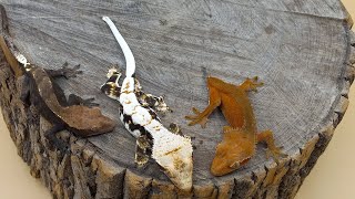 which one a better pet male or female crested gecko