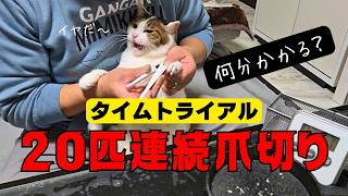 20匹の連続爪切りにチャレンジ。「20匹の猫の爪きりは果たして何分で終わるのか？」のタイムトライアル！！