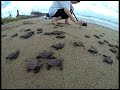 baby turtle release around burnett heads in bundaberg queensland australia