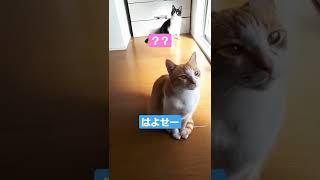 朝早くからうるさい猫がこちら#shorts#ハチワレ#茶トラ