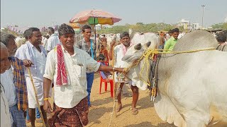 లక్ష ఇరవై వేలు అడుగుతున్నారు నా పొట్ట గిట్టుత లేదు అందుకే ఇస్తలేను | Pebbair Bull market