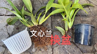 【21219】巧克力文心兰，换盆/分株 // 静姐说花758