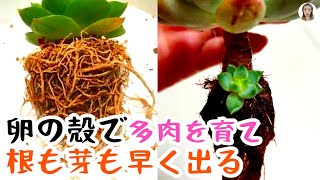 多肉植物の育て、卵の殻を使ったら、根も葉もたくさんなる、まさにゴミじゃなくてお金ですよ！|花子