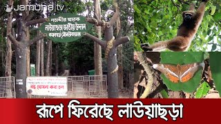 দর্শনার্থী না থাকায় লাউয়াছড়া উদ্যানে আনন্দে ঘুরছে প্রাণীরা | Lawachara National Park