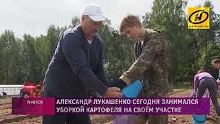 ​Александр Лукашенко занимался уборкой картофеля на своём участке