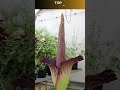 top 10 rare flowers in the world