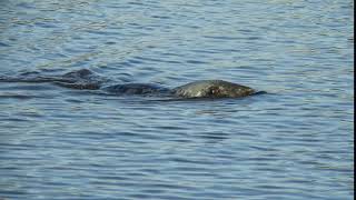 Grijze zeehond in de Hoogeveensche vaart bij Rogat.