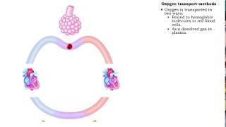 Oxygen transport - methods and oxyhemoglobin