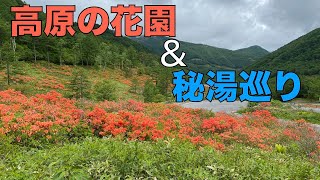 高原の花園と秘湯巡り/60万株の花と1時間で入れ替わる源泉掛け流し