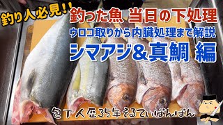 #180 釣り人必見！ 【海上釣り堀で釣ったお魚の当日の処理】【シマアジ\u0026真鯛