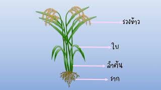 ชนิดของข้าวและส่วนประกอบของต้นข้าว