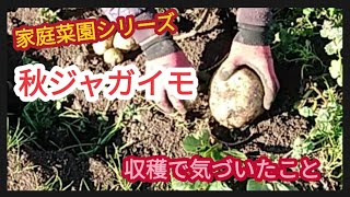 【秋ジャガイモ収穫】大きな芋は12月中旬に【家庭菜園シリーズ】