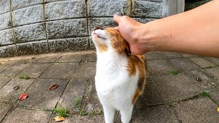 階段の上にいた三毛猫に近づいたら最初は逃げたけどモフられにくるようになった