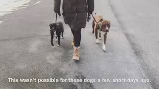 Two Reactive Dogs Walking Together