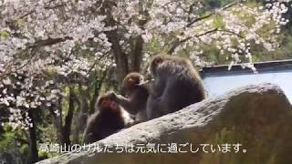 【高崎山自然動物園】休園中の高崎山のサルたち