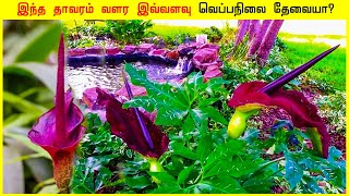 இந்த தாவரம் வளர இவ்வளவு வெப்பநிலை தேவையா? Tamil Info Facts