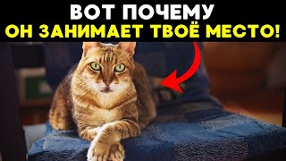 Если кот садится на твоё место — он хочет тебе кое-что сказать!