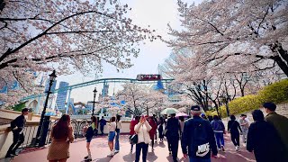 [4k] 석촌 호수 벚꽃보며 같이 산책해요! │화사한 잠실 석촌호수,벚꽃엔딩,데이트,인생샷,서울 랜선 투어