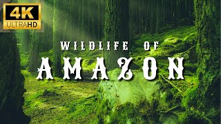 Amazon 4K Wildlife - Creatures Inhabiting the Jungle | Amazon Rainforest | Relax