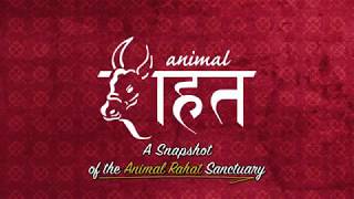 A Snapshot of Animal Rahat's Sanctuary