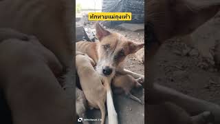 น้องหมาค่ะ #shortvideo #ชีวิตบนดอย #เปิดการมองเห็น