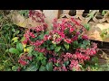 amazing clerodendrum 🌸 💐plant flowers bleeding heart vine flowers