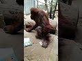 オランウータン　フジコ本を読む（茶臼山動物園）220402