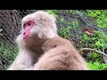 【snow monkeys 】254 tokkuri babies official jigokudani onsen korakukan monkey park 地獄谷後楽館　野猿公苑　雪猿