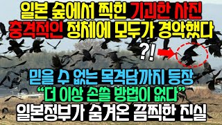 일본 숲에서 찍힌 의문의 사진에 믿기힘든 목격담까지 퍼지고 있다[일본반응]