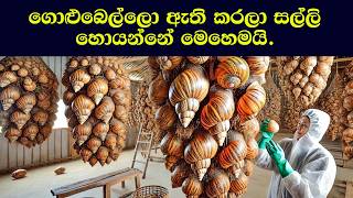 ගොළුබෙල්ලො ඇති කරලා සල්ලි හොයන්නේ මෙහෙමයි.