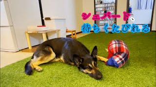 飼い主と遊びたいシェパード犬、待ちくたびれる【German Shepherd】 My Dog Wants To Play With Her Dad But Is Getting Tired