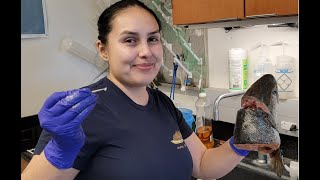 Saving Salmon | California Academy of Sciences