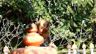 Macaque Monkey Action in wild #235