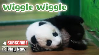 Here Is A Wiggling Panda For You  | iPanda